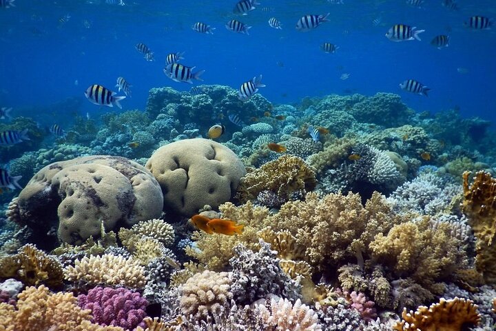 Camel Ride + Blue Hole Snorkeling + Quad Bike Tour With Lunch From Dahab