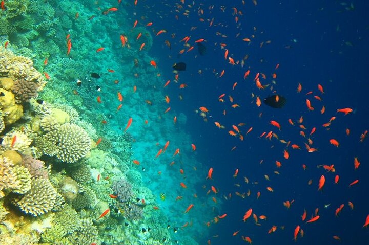 Camel Ride + Blue Hole Snorkeling + Quad Bike Tour With Lunch From Dahab