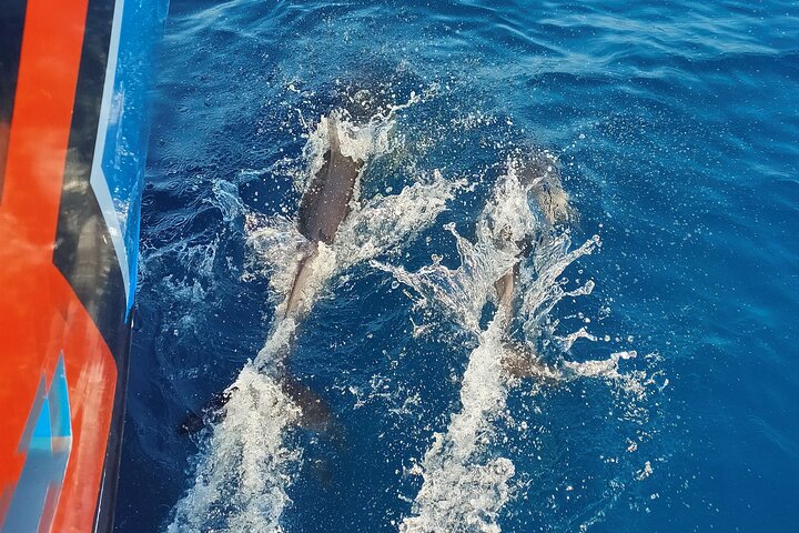 Benagil Caves and Dolphin Watching - 2.5h