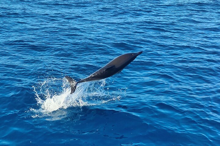 Benagil Caves and Dolphin Watching - 2.5h