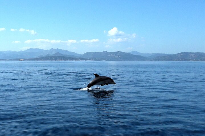 Boat tour to explore the Marine Protected Area of Tavolara