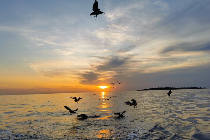 Brijuni National Park Dolphin Sunset Tour | DINNER & DRINKS