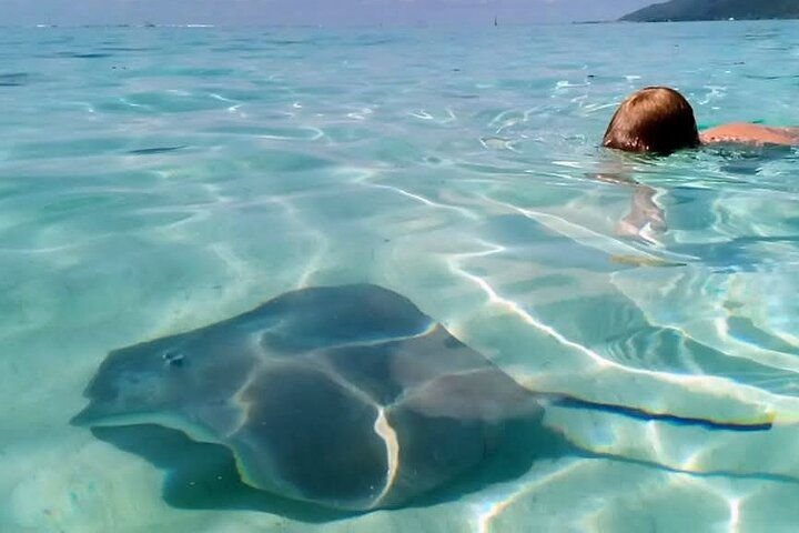 Snorkeling excursion and encounter with marine fauna in Moorea