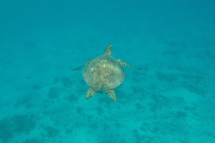 Snorkeling excursion and encounter with marine fauna in Moorea