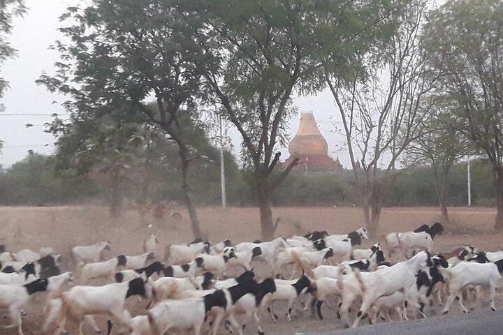 Discover Bagan Day Tour