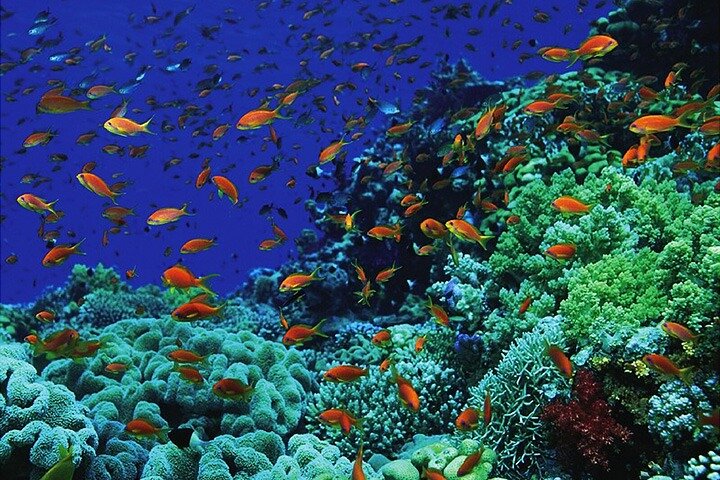 Glass Bottom Boat Trip in Dahab