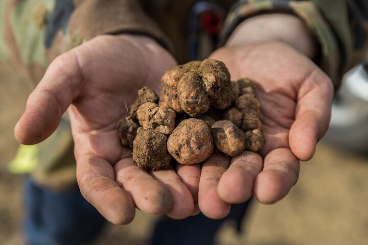 Truffle Lunch & Hunting Experience in San Gimignano