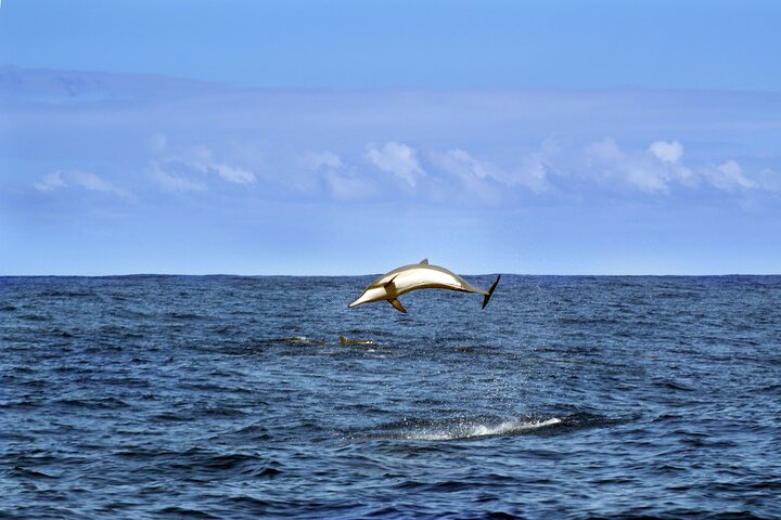 Brijuni National Park Dolphin Sunset Tour | DINNER & DRINKS