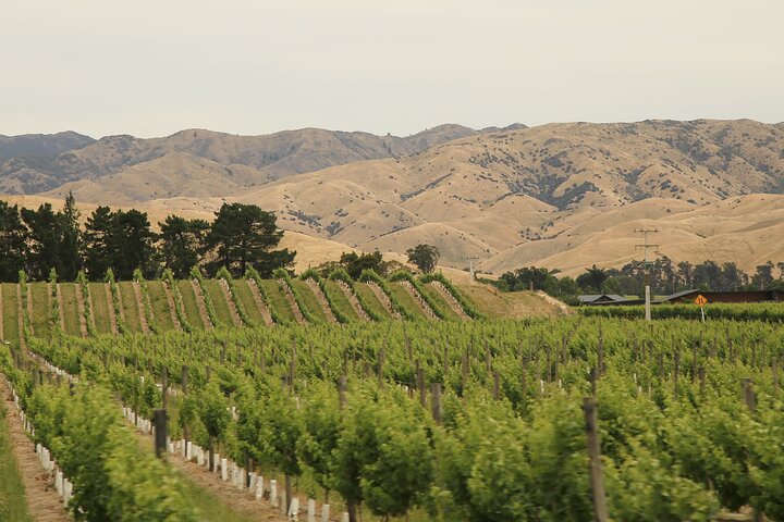 Hop on Hop off Wine Tours Marlborough