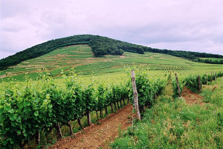 Full-Day Custom Tokaj Wine Tour