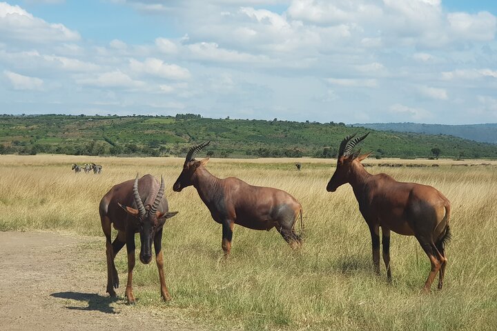 One-day Akagera National Park Game Drive with a Choice 4x4