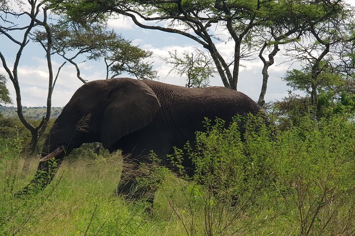 One-day Akagera National Park Game Drive with a Choice 4x4