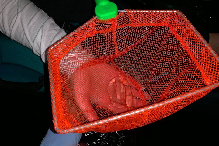Thousand Islands Bioluminescent Kayak Tour with Cocoa Kayaking!