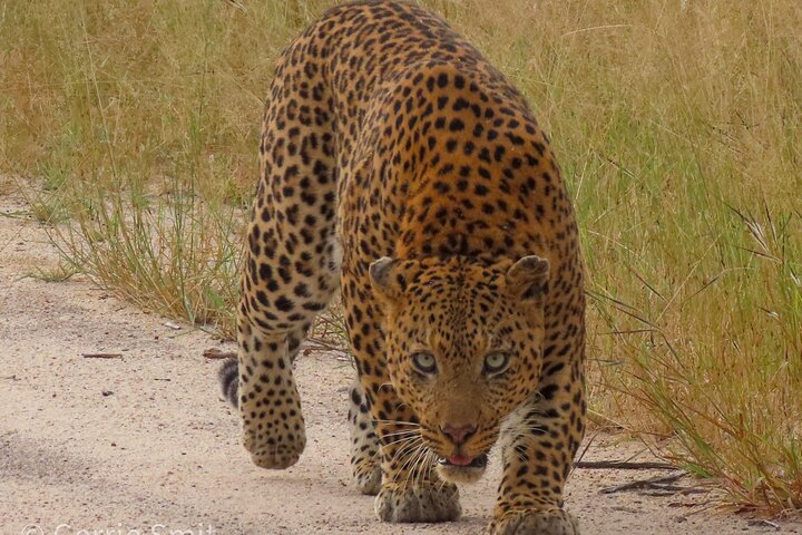 Kruger National Park - Private full day Safari trip.
