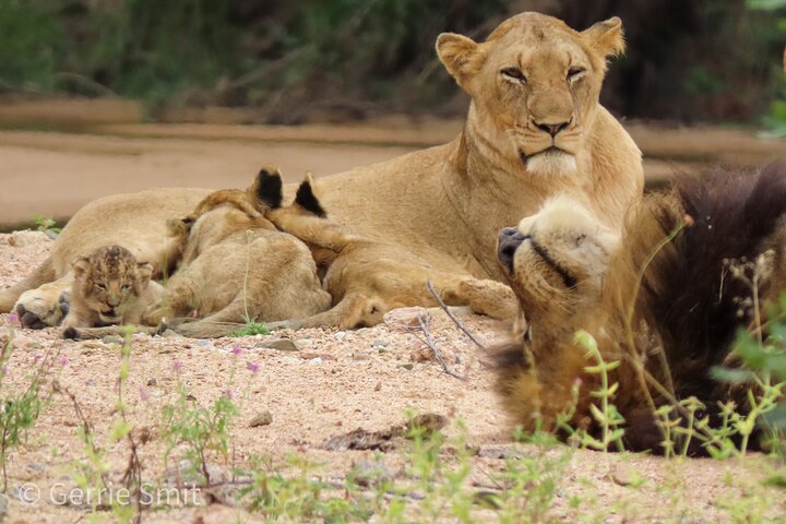 Kruger National Park - Private full day Safari trip.