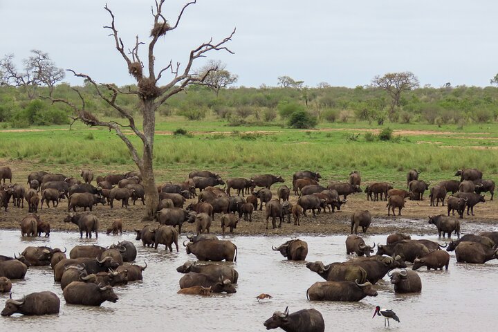 Kruger National Park - Private full day Safari trip.