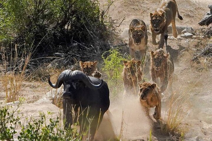 Kruger National Park - Private full day Safari trip.