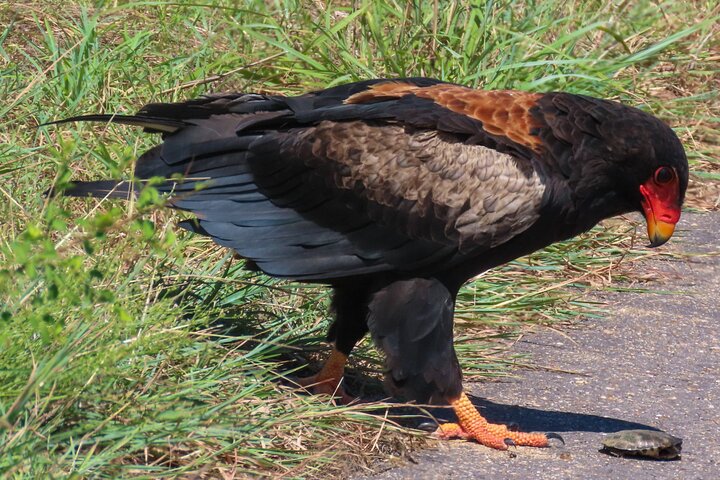 Kruger National Park - Private full day Safari trip.
