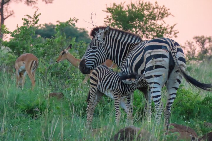 Kruger National Park - Private full day Safari trip.