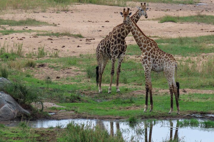 Kruger National Park - Private full day Safari trip.
