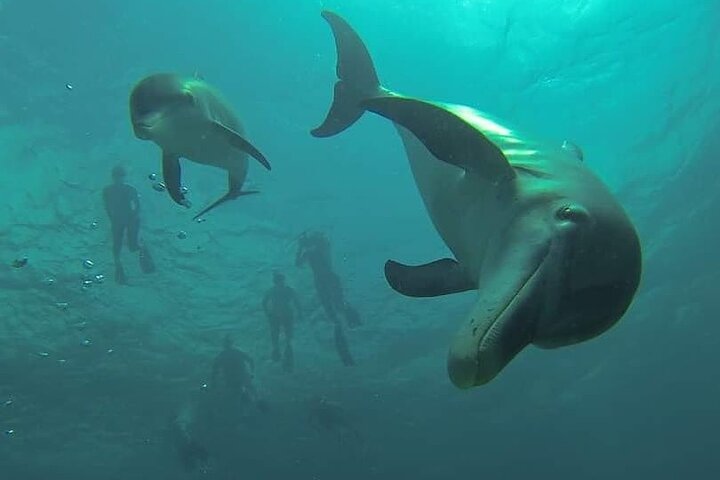 Swim with Wild Dolphins in Hurghada
