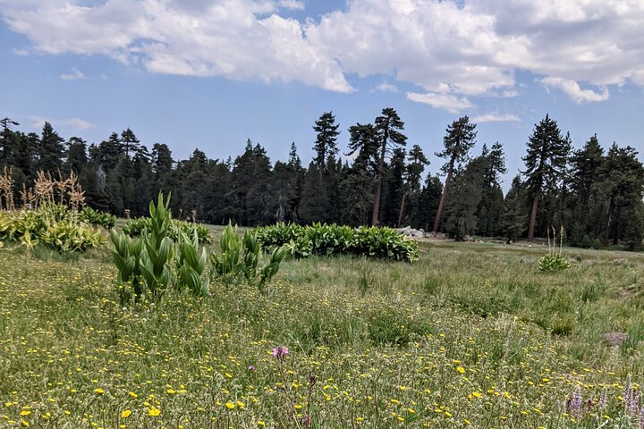 Big Bear Jeep off-road tour with Hike to Bluff Lake Reserve