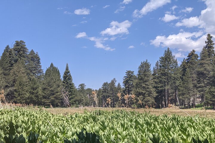 Big Bear Jeep off-road tour with Hike to Bluff Lake Reserve