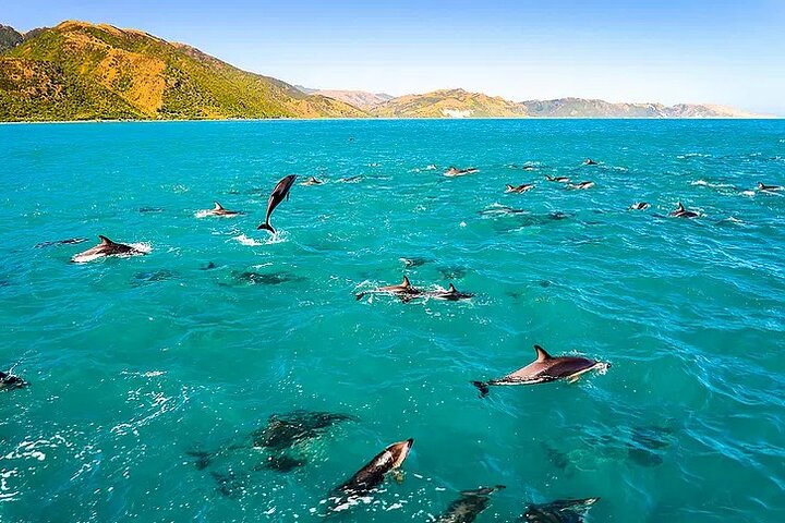 Kona Snorkel Tour: Captain Cook Reef Snorkel, Dolphin & Sea Caves