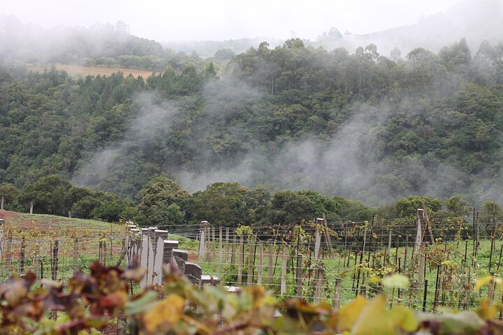 Jolimont Winery Tour - Visitation and Tasting - Canela RS