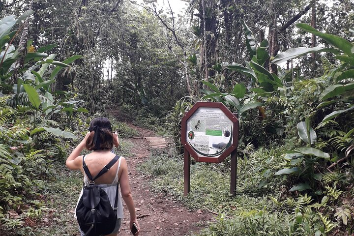 Half-Day Nature and Panorama Tour in Martinique