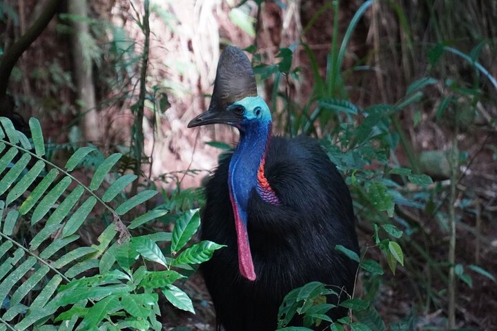 Cape Tribulation Day Tour from Cairns
