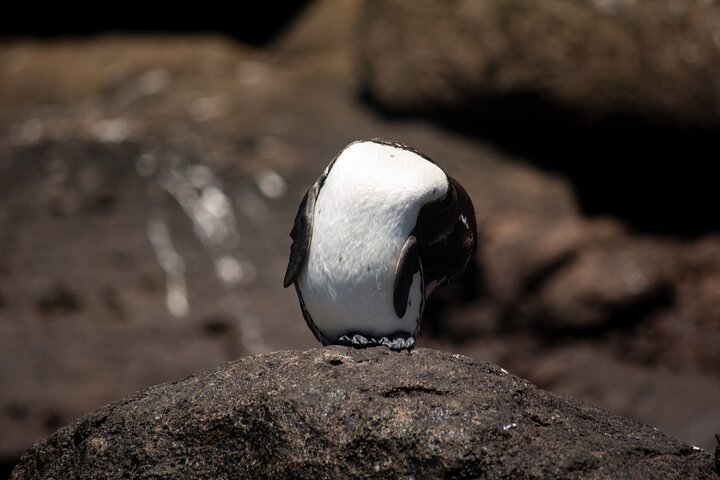 Galapagos First Class 5 Day Package with Yacht Day Tours