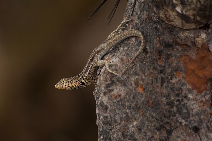 Galapagos First Class 5 Day Package with Yacht Day Tours