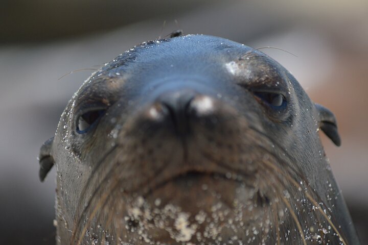 Galapagos First Class 5 Day Package with Yacht Day Tours