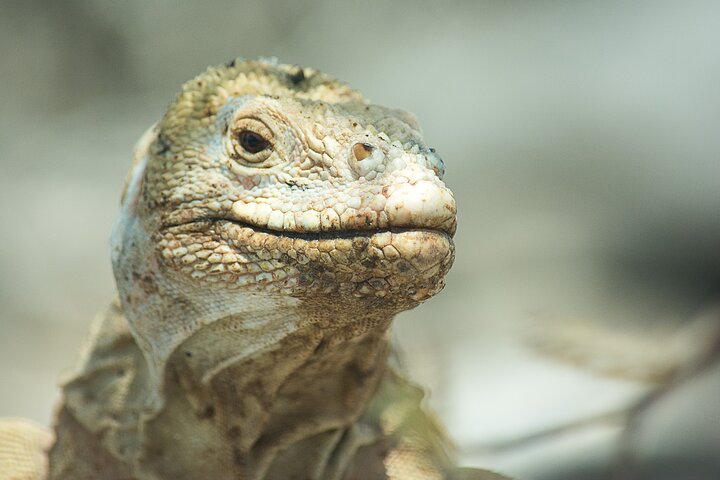 Galapagos First Class 5 Day Package with Yacht Day Tours