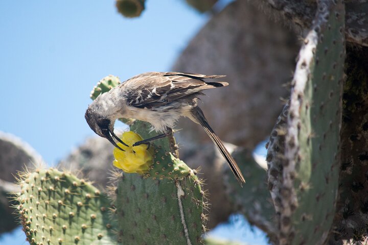 Galapagos First Class 5 Day Package with Yacht Day Tours