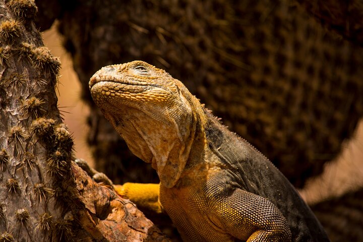 Galapagos First Class 5 Day Package with Yacht Day Tours