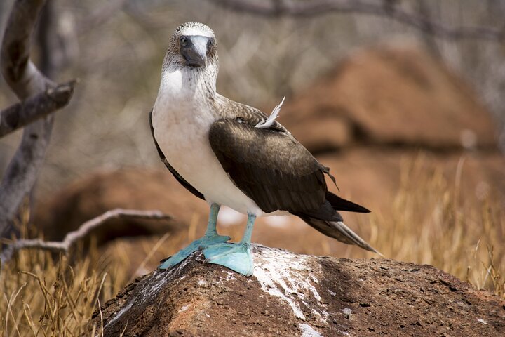Galapagos First Class 5 Day Package with Yacht Day Tours