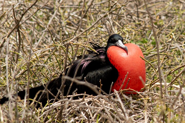 Galapagos First Class 5 Day Package with Yacht Day Tours