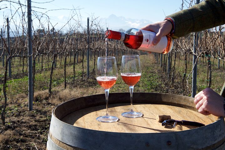 Private Food and Wine Tour in the Cellar with Tastings