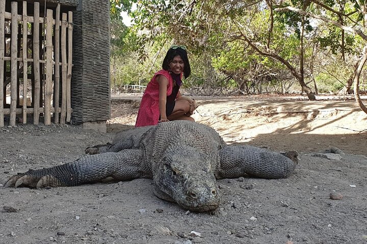 3-Days Sailing Komodo Island,Padar & Manta Point departure every Friday