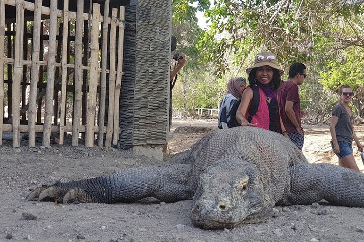 3-Days Sailing Komodo Island,Padar & Manta Point departure every Friday