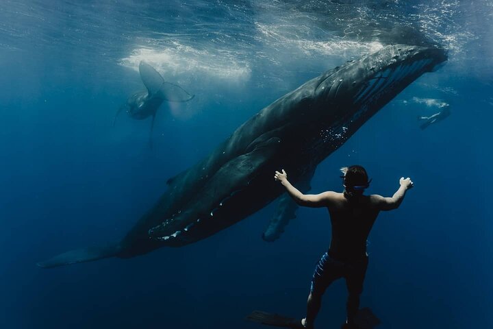 Humpback Whale Tour off Moorea