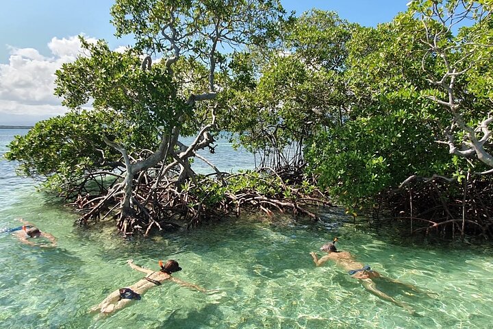 Discovery by boat of the Mangrove and its lagoon in 7 Stages including 4 Swimming
