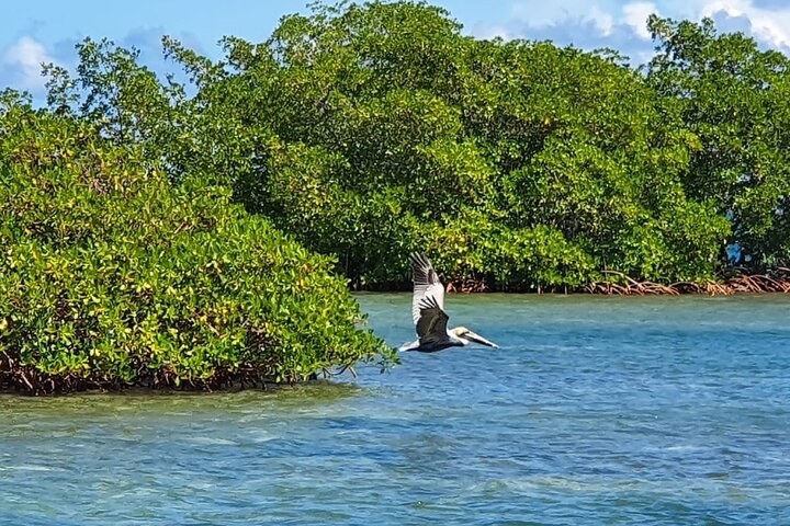 Discovery by boat of the Mangrove and its lagoon in 7 Stages including 4 Swimming