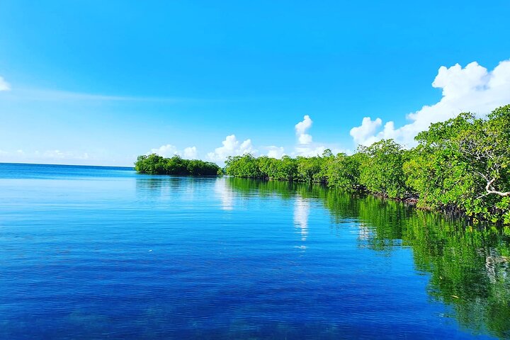 Discovery by boat of the Mangrove and its lagoon in 7 Stages including 4 Swimming