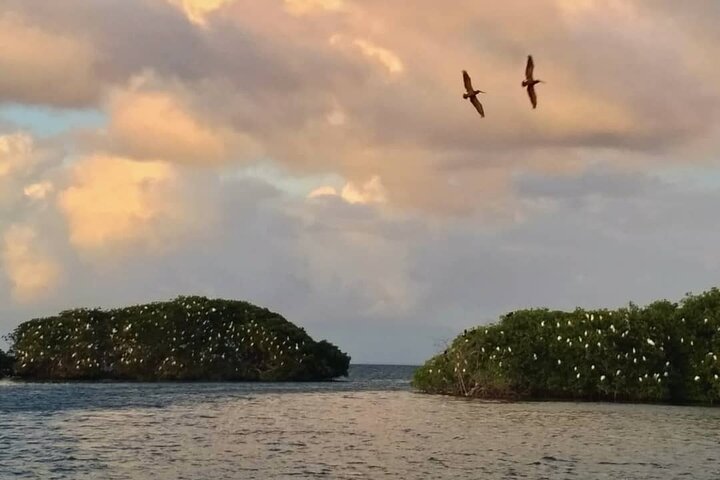 Discovery by boat of the Mangrove and its lagoon in 7 Stages including 4 Swimming
