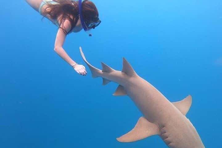 Maafushi: Ship wreck & Nurse shark snorkeling with Dolphin watching