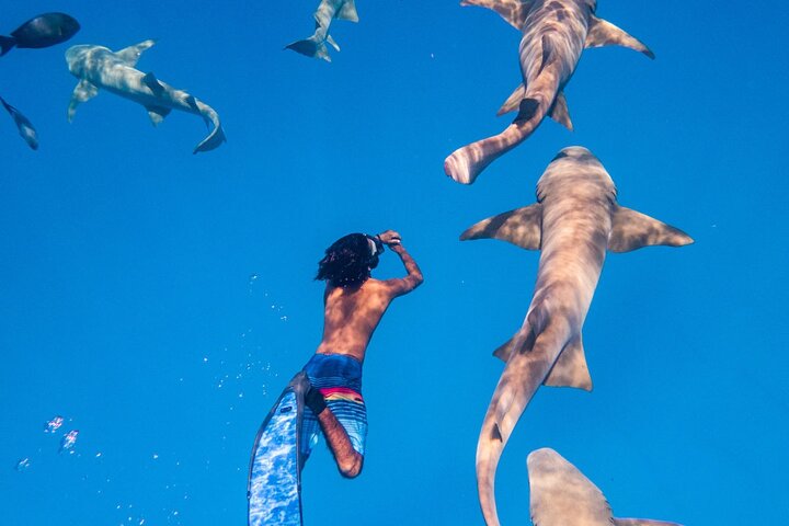 Maafushi: Ship wreck & Nurse shark snorkeling with Dolphin watching