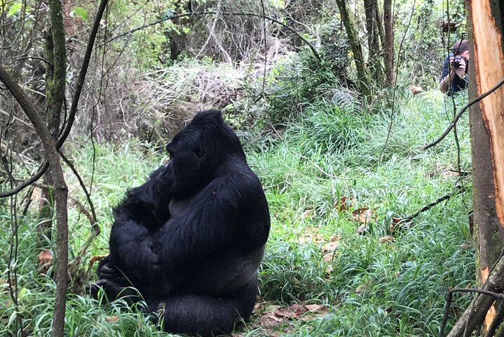 1 Day Gorilla Trekking Mgahinga Gorilla NP & Lake Bunyonyi